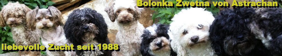 Bolonka-Zwetna von Astrachan Liebevolle Zucht Bitten eine Hundes